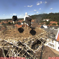 14_05-nest.jpg