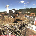 14_10-nest.jpg