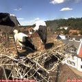 14_15-nest.jpg
