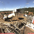 14_25-nest.jpg