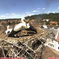 14_30-nest.jpg