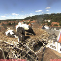 14_35-nest.jpg