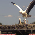 14_50-mast.jpg