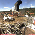 14_50-nest.jpg