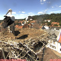 14_55-nest.jpg