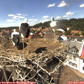 15_00-nest.jpg