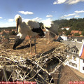 15_05-nest.jpg