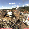 15_10-nest.jpg