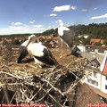 15_15-nest.jpg