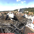 15_20-nest.jpg