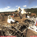 15_30-nest.jpg