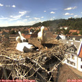 15_35-nest.jpg