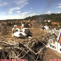 15_50-nest.jpg