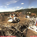 15_55-nest.jpg