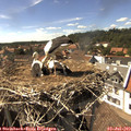 16_00-nest.jpg