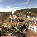 16_05-nest.jpg