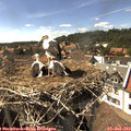 16_10-nest.jpg