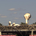 16_15-mast.jpg