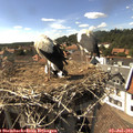 16_20-nest.jpg
