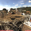 16_30-nest.jpg