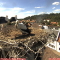 16_40-nest.jpg
