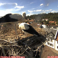 16_45-nest.jpg