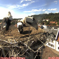 16_50-nest.jpg