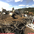 16_55-nest.jpg