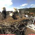 17_00-nest.jpg