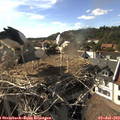 17_05-nest.jpg