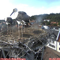 17_15-nest.jpg