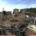 17_20-nest.jpg