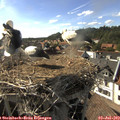 17_25-nest.jpg
