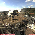 17_35-nest.jpg