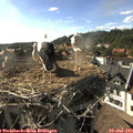 17_40-nest.jpg