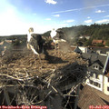 17_45-nest.jpg