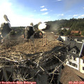 17_50-nest.jpg