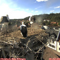 17_55-nest.jpg