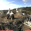 18_00-nest.jpg