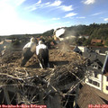 18_05-nest.jpg
