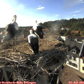 18_15-nest.jpg