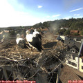 18_20-nest.jpg
