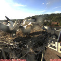 18_25-nest.jpg
