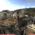 18_30-nest.jpg