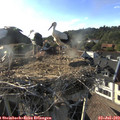 18_35-nest.jpg