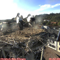 18_45-nest.jpg