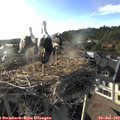 18_50-nest.jpg