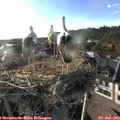 18_55-nest.jpg
