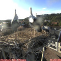 19_00-nest.jpg