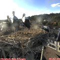 19_10-nest.jpg